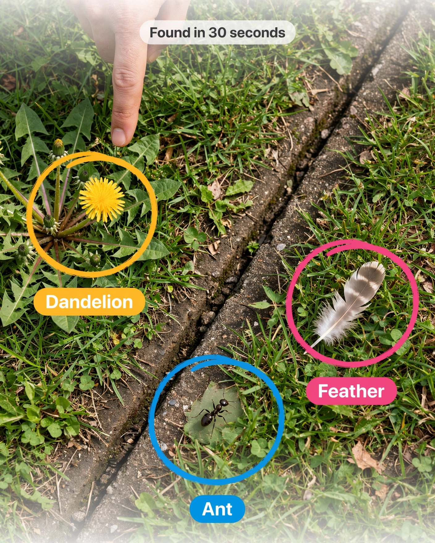 A hand pointing at wild plants on the ground beside a feather and a rock during a hands-on, close-look outdoor Wildcraft challenge